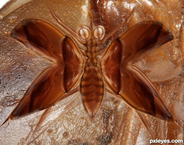 Butter-Spider-Fly Fozzil